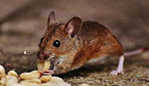 24 Hour & Emergency Exterminators in Union, WA